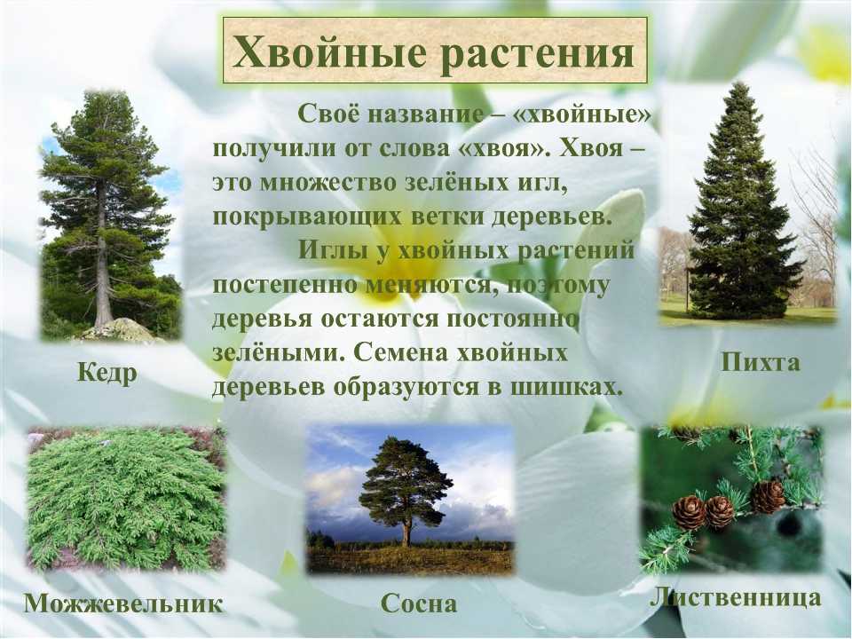 Три примера хвойных. Сообщение о хвойных. Сообщение о хвойном растении. Доклад о хвойных деревьях. Хвойные это информация.