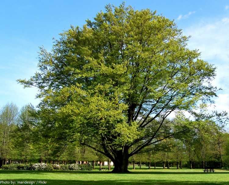 Бук хвойное. Бук Лесной Fagus sylvatica. Бук Европейский Beech. Дерево European Beech. Бук Северной Америки.