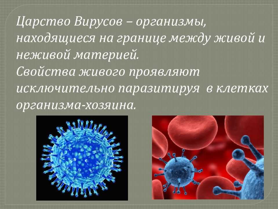 Какие есть вирусы. Царство вирусы. Представители царства вирусов. Царства живых организмов вирусы. Вирусы это живые организмы.