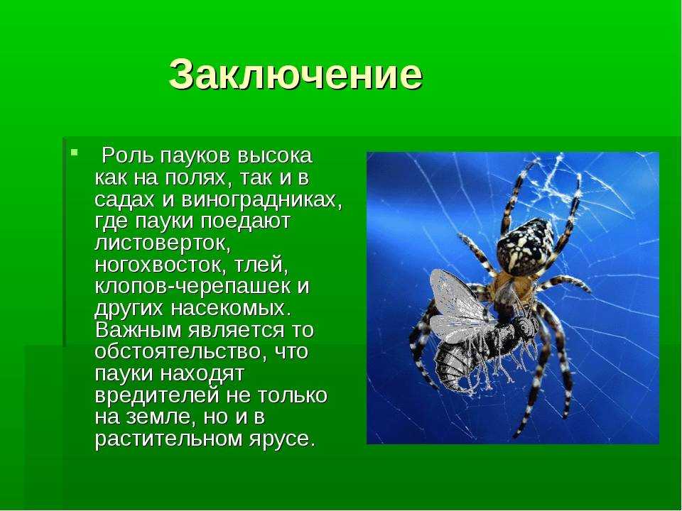 Класс паукообразные - признаки, строение, представители