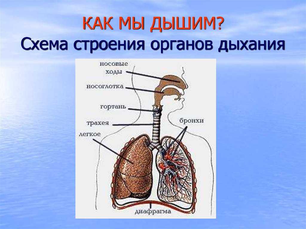 Презентация на тему анатомия дыхательной системы