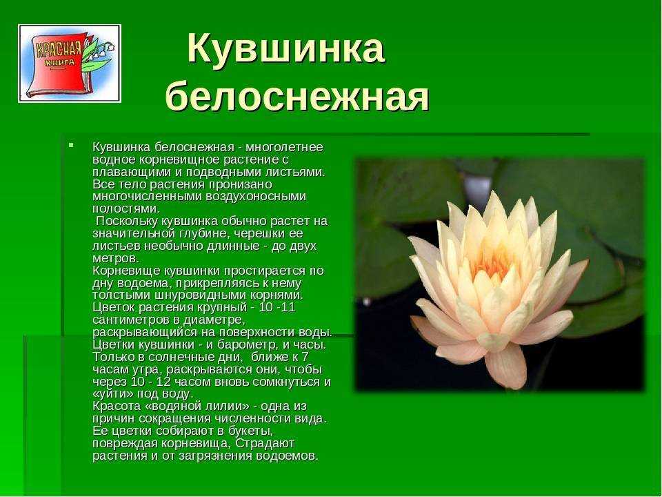 Презентация кувшинка белоснежная