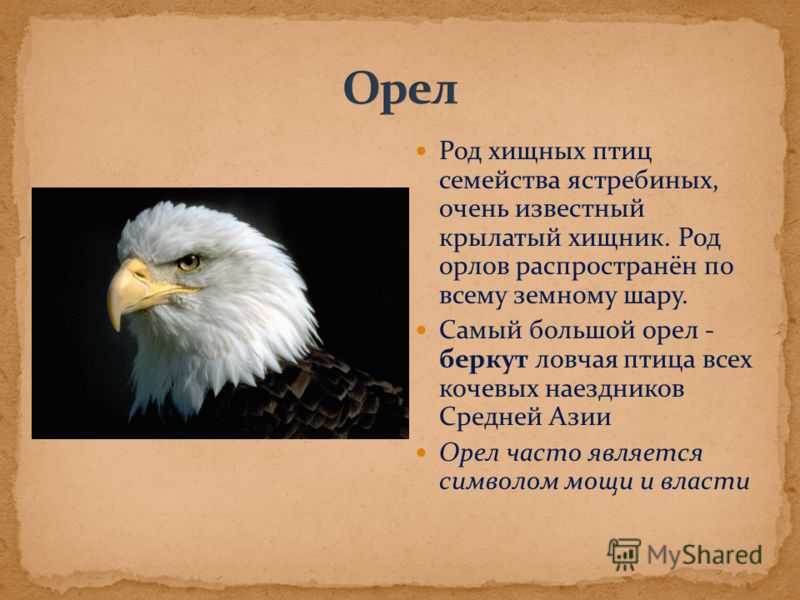 Стихотворение орел сочинение. Описание орла. Информация о Орле. Орёл птица описание. Доклад про орла.