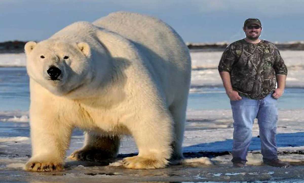 В африке живут медведи. Северная Америка медведь Гризли. Самый большой в мире медведь Гризли. Полярный Гризли. Северная Америка медведь Гризли Аляска.