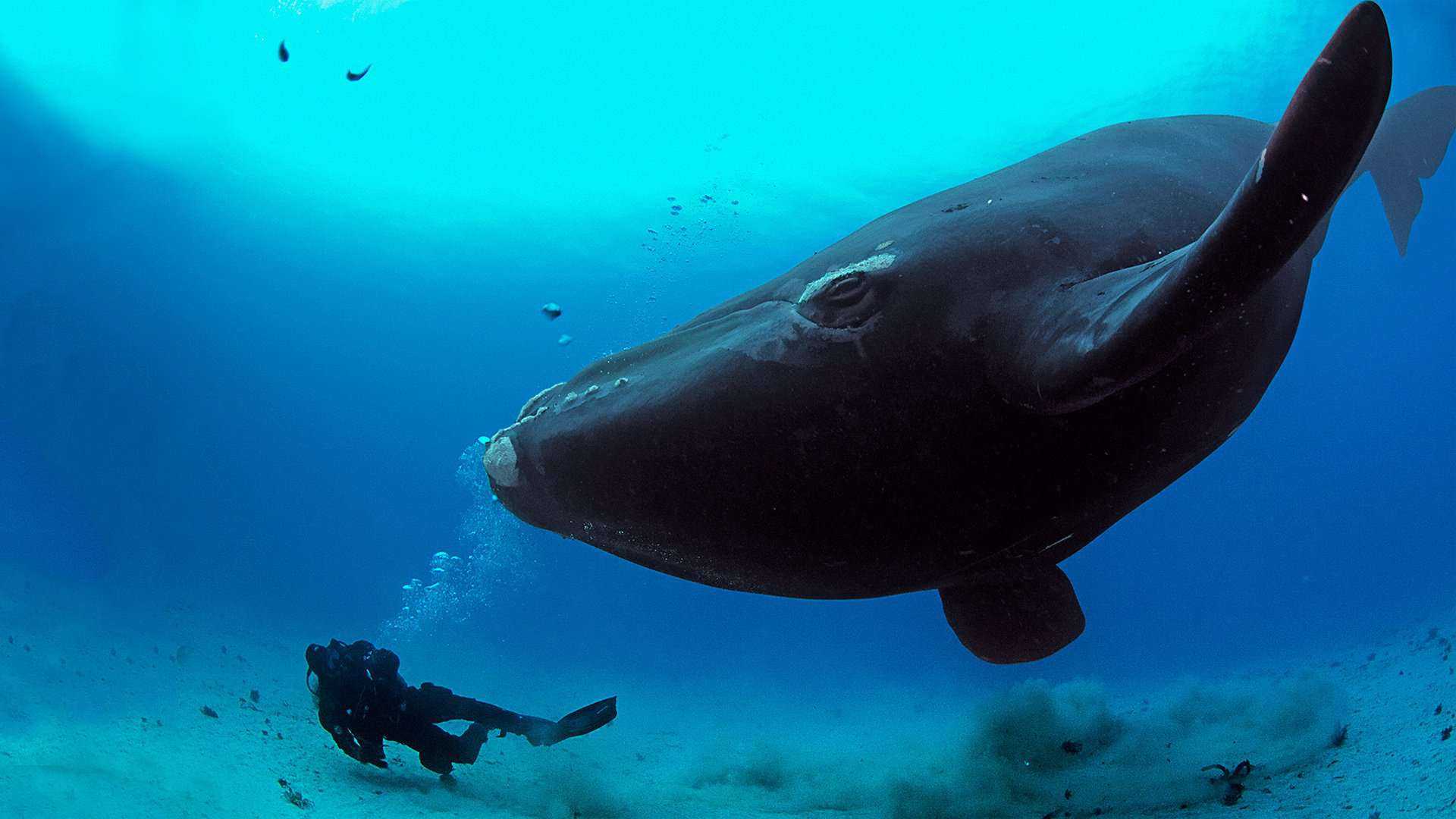 Какие виды китов крупнейшие на земле – размеры, описание и фото