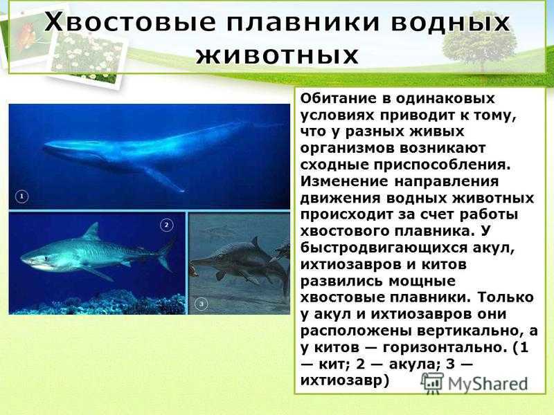 Особенности водной. Приспособления водных животных. Приспособление организмов к водной среде. Приспособленность организмов к водной среде. Адаптации к водной среде.