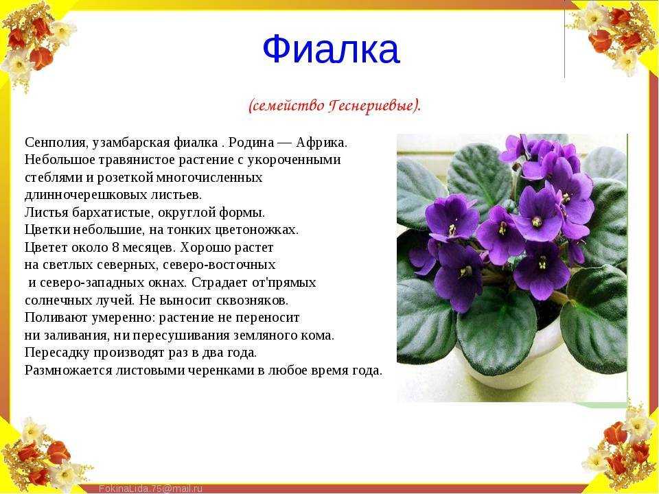 Фиалка цветовая схема слова