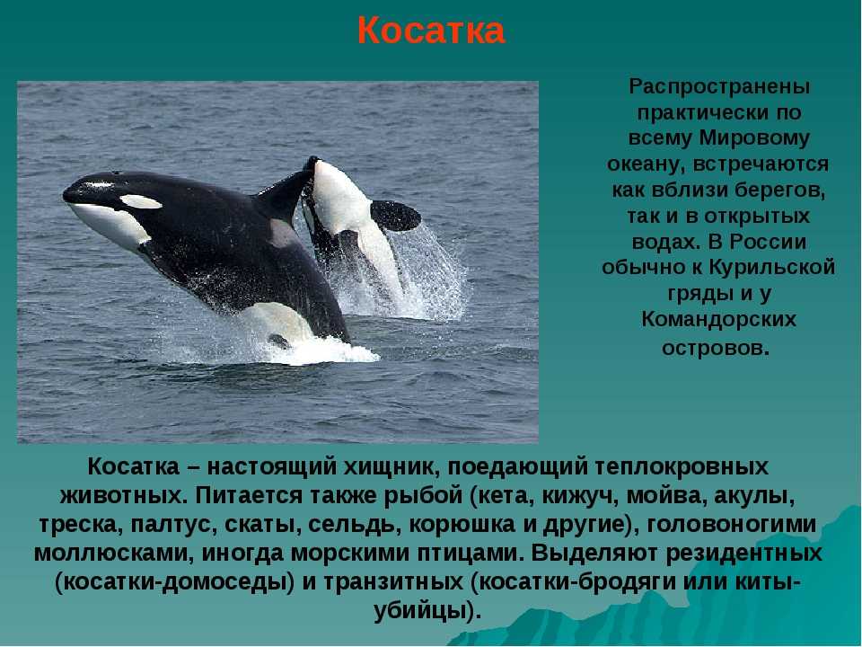 Где водятся касатки в мире карта