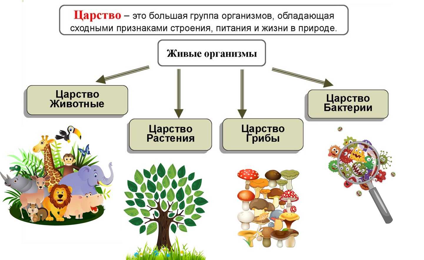 Царства живой природы 2 класс схема