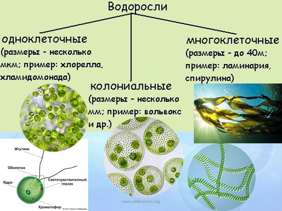 Что общего в строении изображенных на рисунке зеленых водорослей