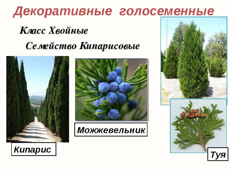 Семейство хвойных. Семейство Кипарисовые (Cupressaceae). Голосеменные растения можжевельник. Кипарис голосеменное растение. Можжевельник Кипарис тис классификация.