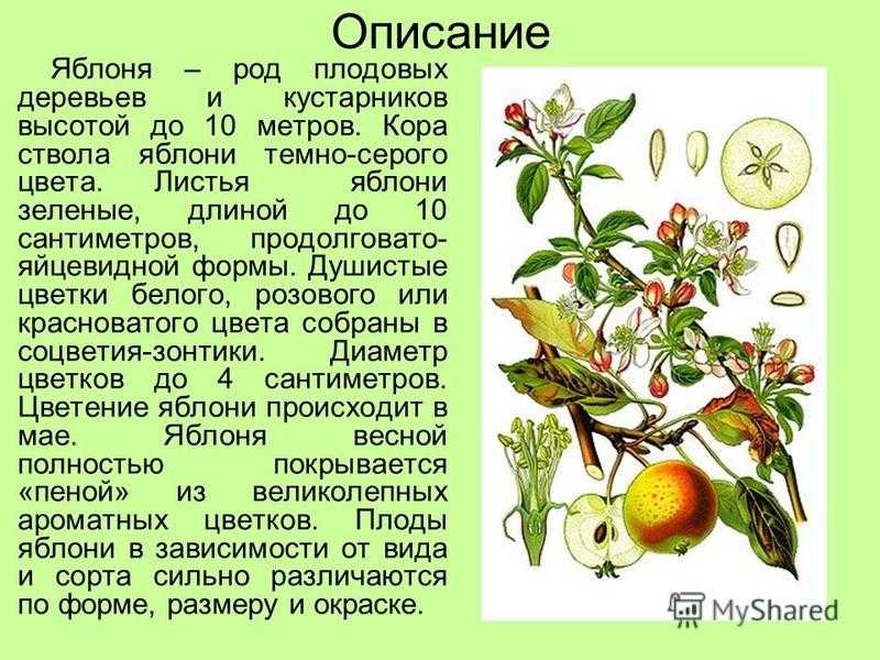 Семейство растения яблоня
