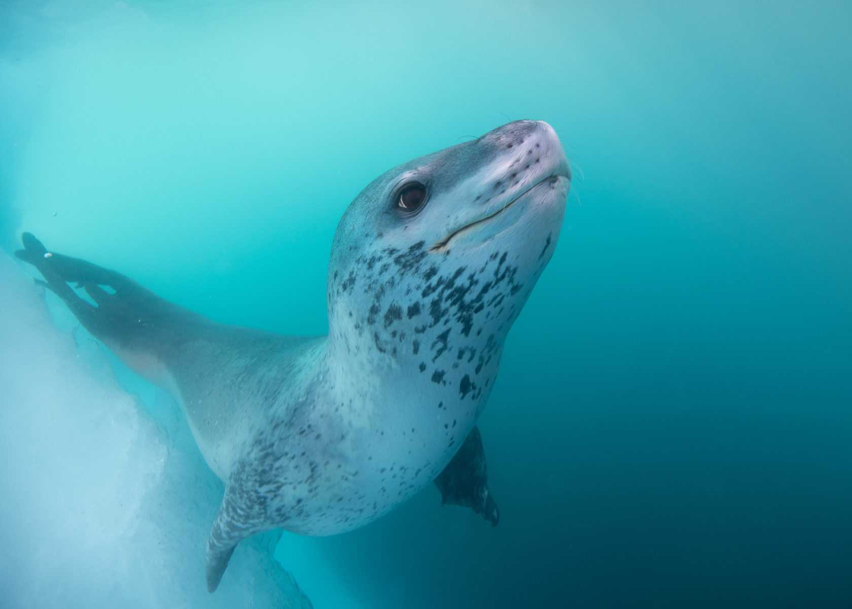 леопард на море