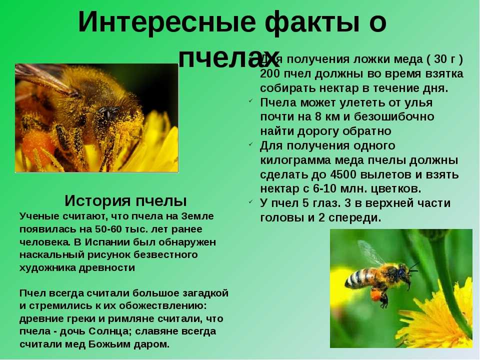 Пчеловодство доклад 3 класс. Интересные факты об ПЧЕЛХ. Доклад о пчелах. Интересные факты о пчелах для детей. Расскажите это пчелам.