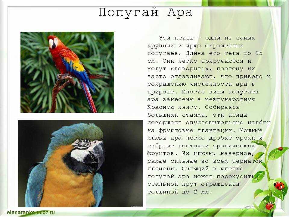 Текст описание про попугая. Попугай ара в Южной Америке. Интересные факты о попугаях. Попугай ара интересные факты. Рассказ о попугае.