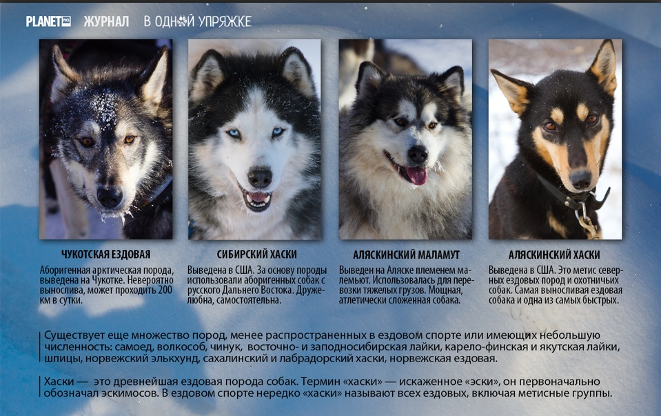 Породы хаски разновидности фото и описание собаки