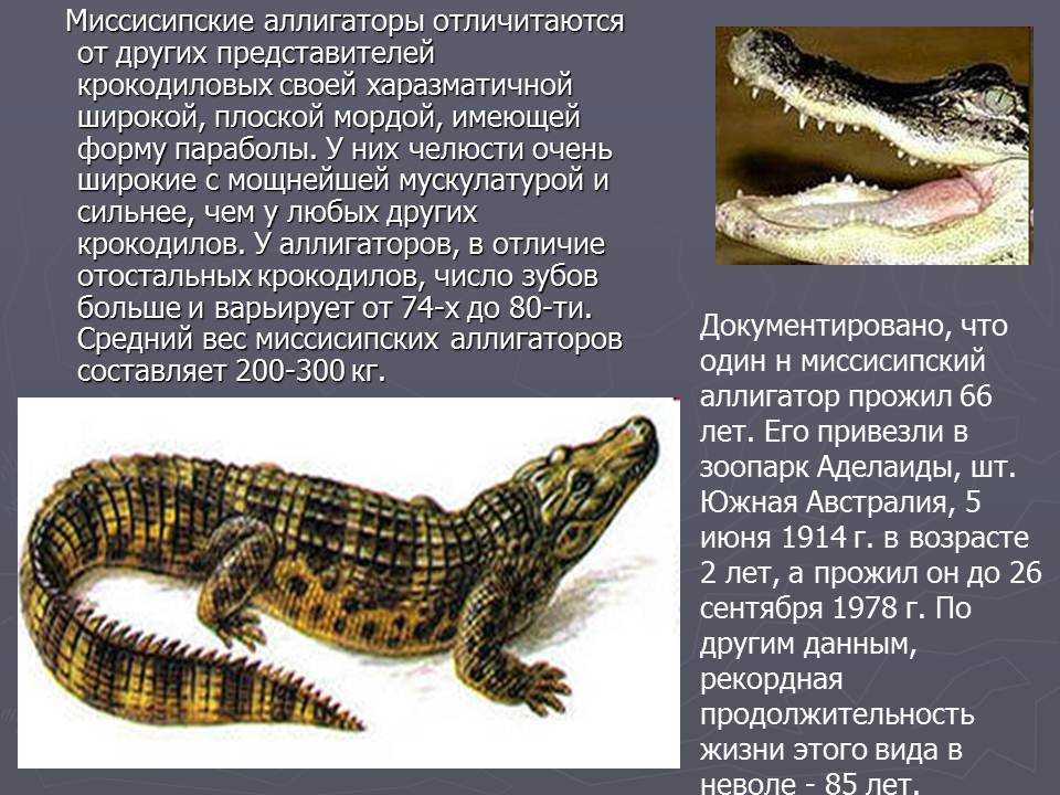 Крокодиловый кайман | мир животных и растений