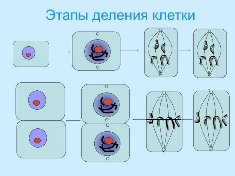 Процесс строения и деления клетки презентация