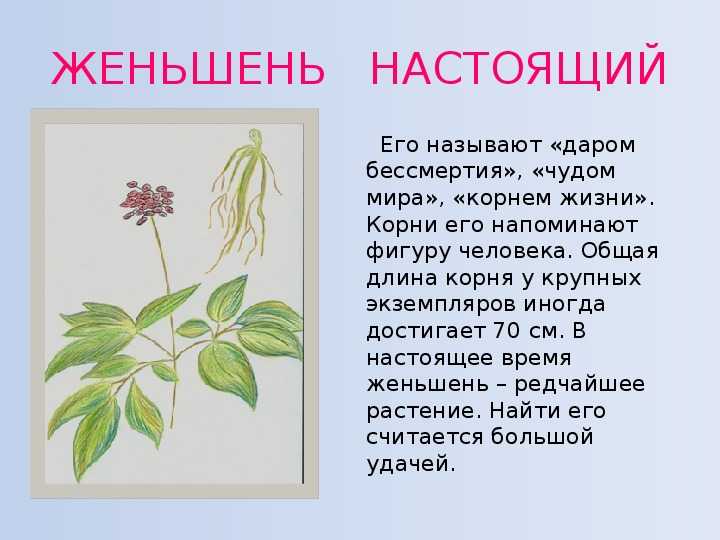 Растения из красной книги 3 класс