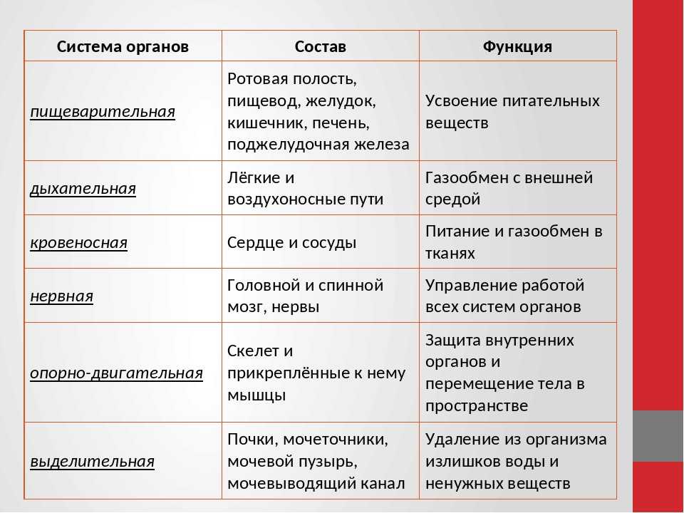 Схема какой системы органов животных показана на рисунке 3 пищеварительная выделительная нервная