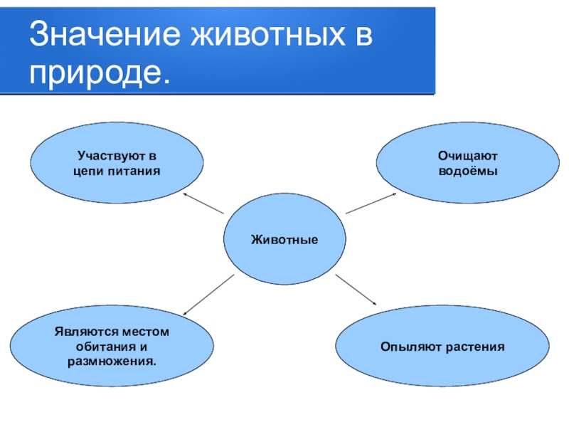 Значение животных в природе презентация