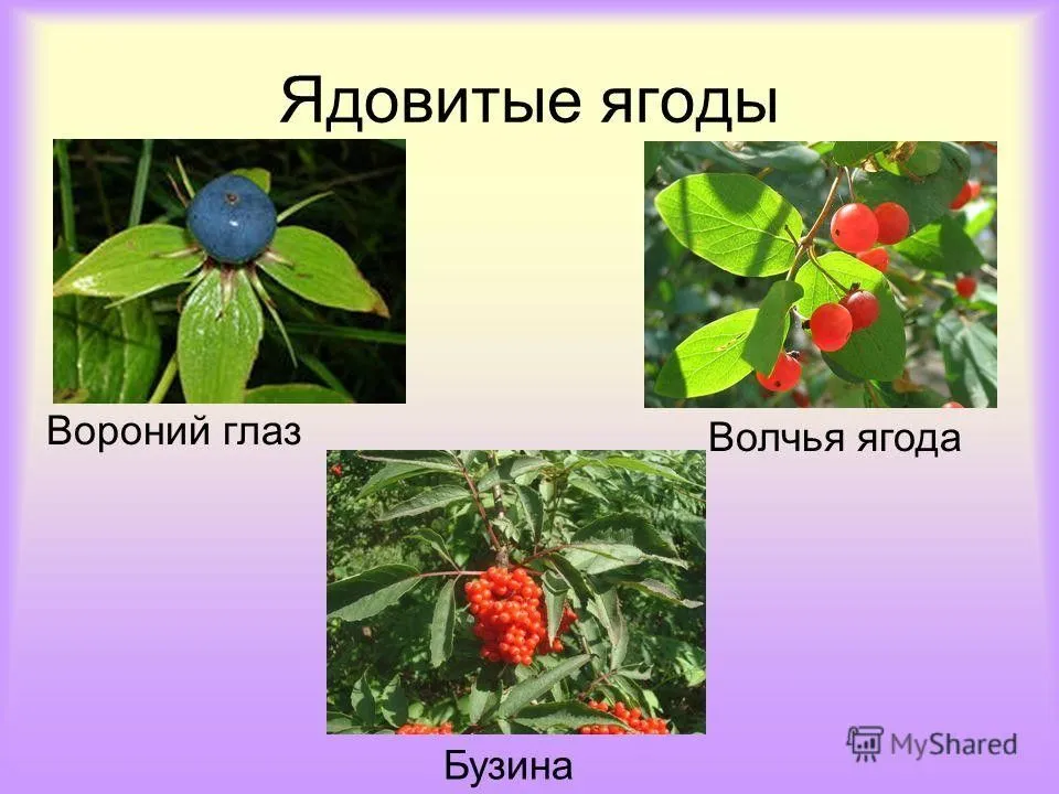 Ядовитые ягоды россии фото и названия