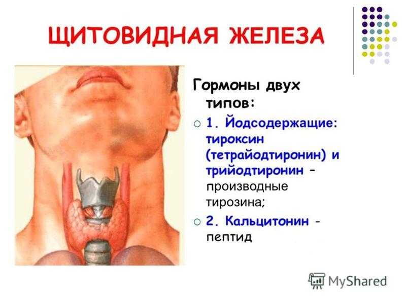 Щитовидная железа форум больных. Гормоны щитовидной железы. Щитовидная железа презентация. Железы щитовидной железы. Щитовидка железа щитовидная.