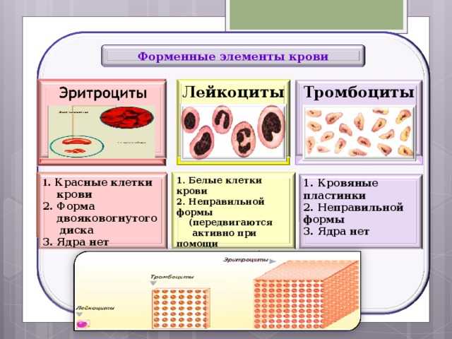 В проведенном опыте результаты которого изображены на рисунке эритроциты поместили