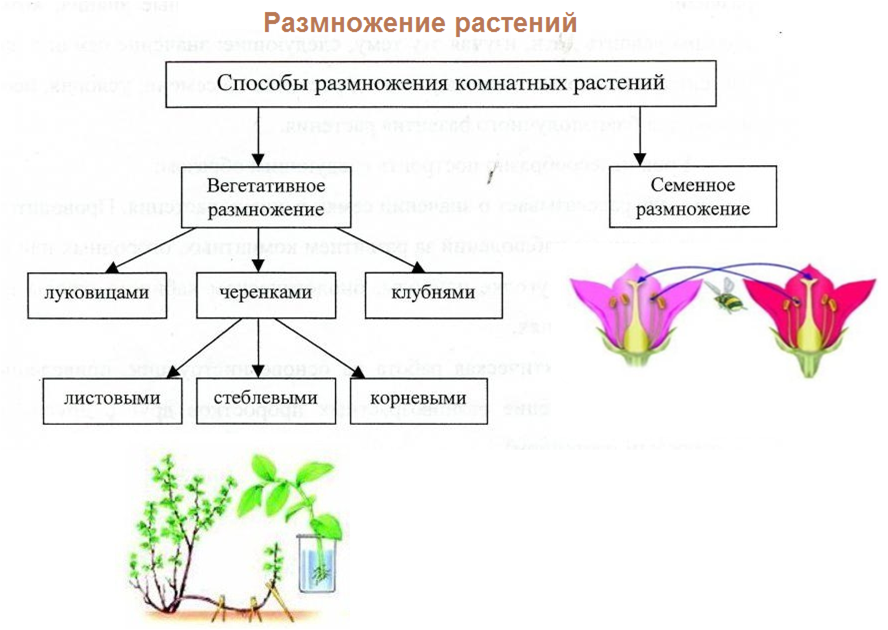 В результате размножения растений происходит