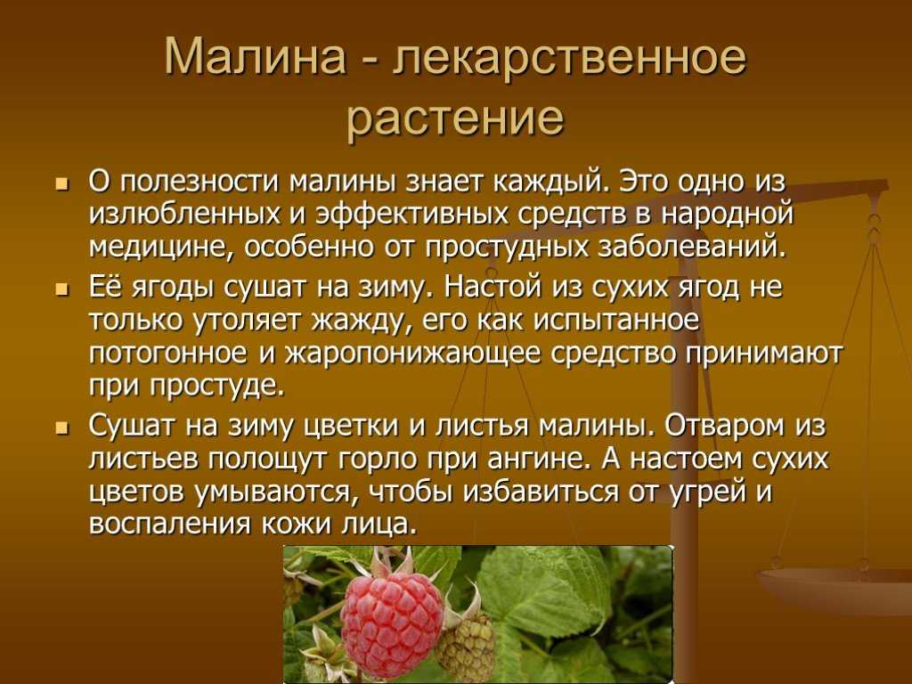 Что означает малина. Малина лекарственное растение. Доклад о растениях. Сообщение о лекарственном растении. Кратко о Малине.