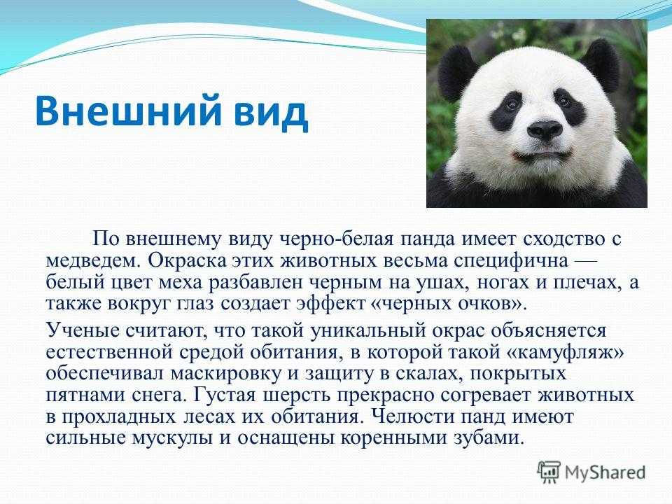 Красная панда животное. описание, особенности, виды, образ жизни и среда обитания панды