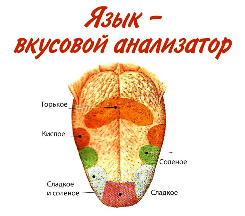 Карта вкусовых рецепторов языка