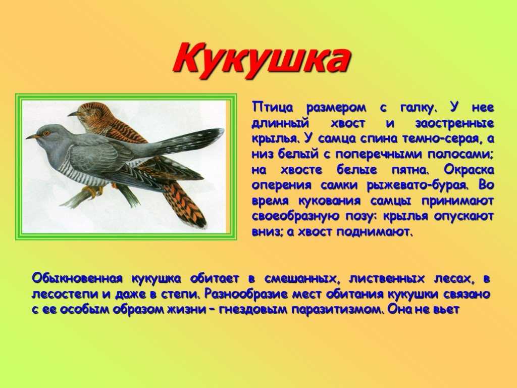 Текст сравнение птиц размер и цвет. Кукушка презентация. Кукушка описание. Кукушка птица. Кукушка описание для детей.