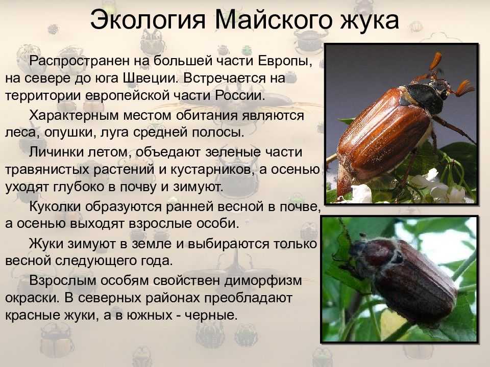 Майские жуки среда обитания