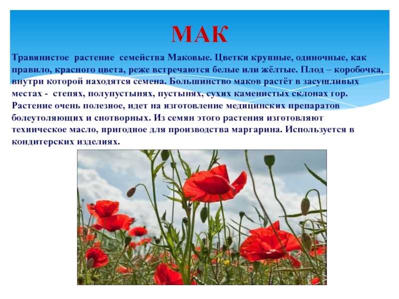 Мак текст. Описание мака. Мак описание растения. Доклад о маке. Мак цветок описание.