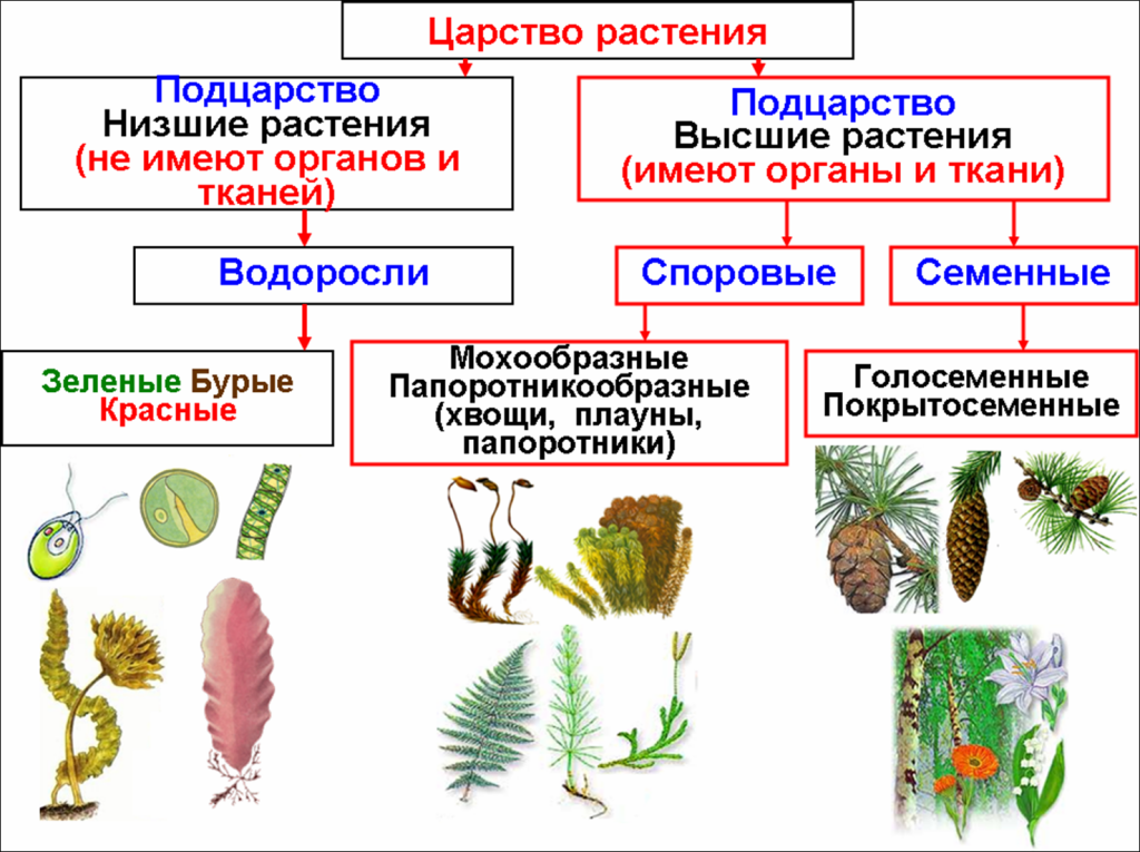 Семенные растения ткани