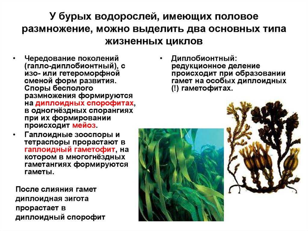 Каково значение бурых водорослей в жизни. Бесполое размножение бурых водорослей. Размножение бурых водорослей жизненный цикл. Способы размножения бурых водорослей. Жизненный цикл водоросли ламинарии.