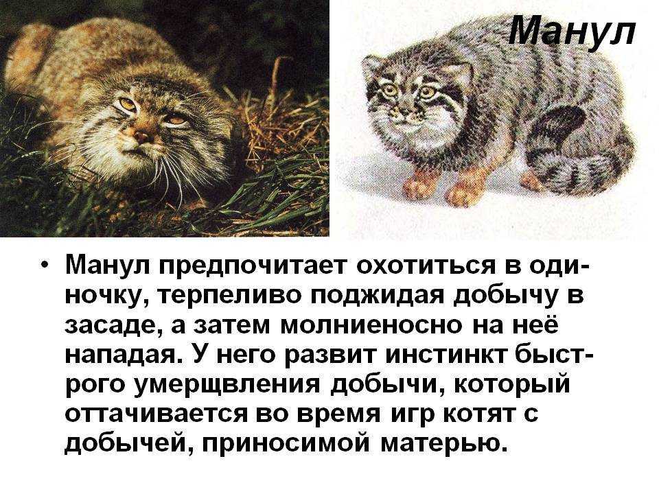 Презентация манул 2 класс