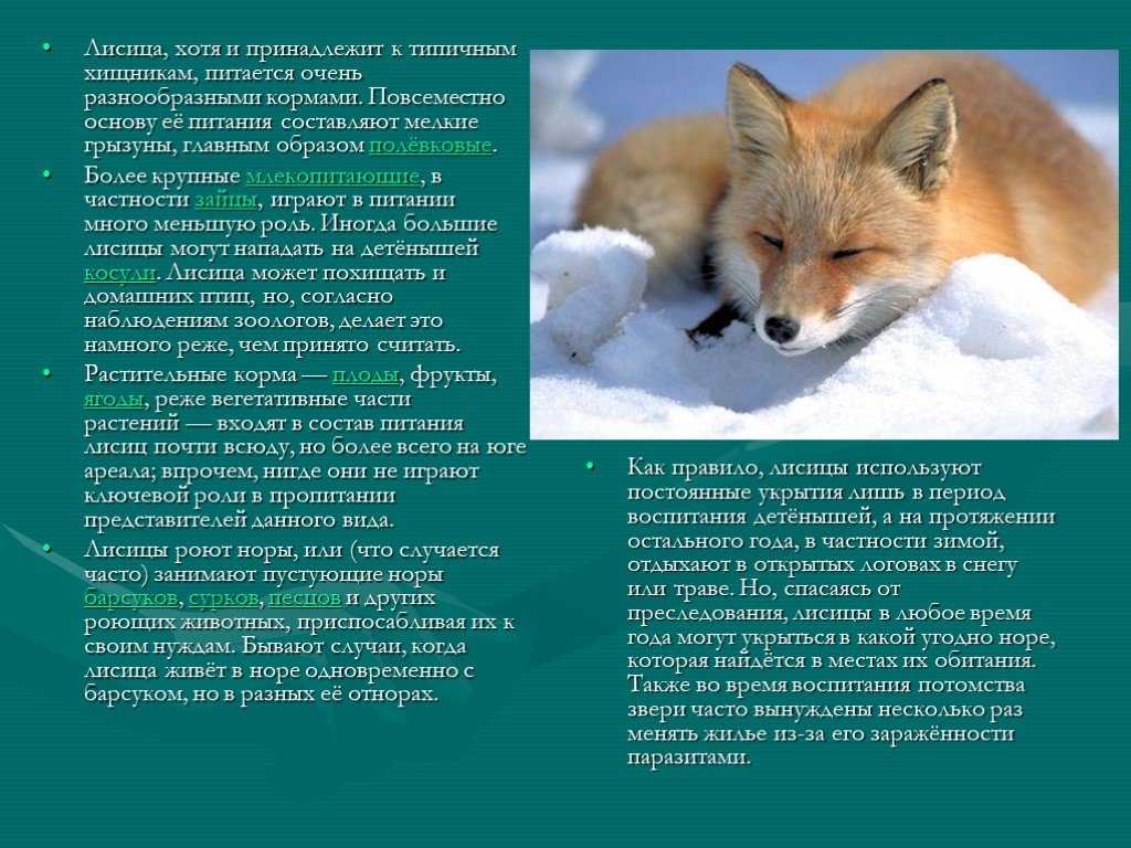 Приспособление лисы к жизни. Лисица обыкновенная описание. Доклад про лису. Доклад про лисицу. Окружающий мир доклад про лису.