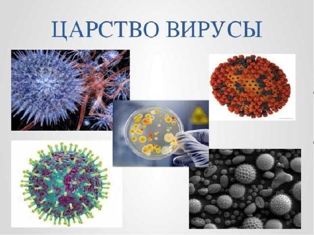 Биология царство вирусы