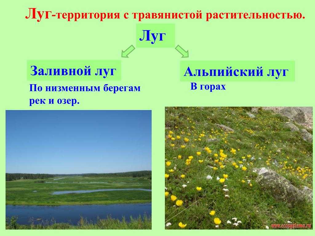 Виды природных сообществ доклад. Природное сообщество Луга. Луг информация. Природные условия лугов.