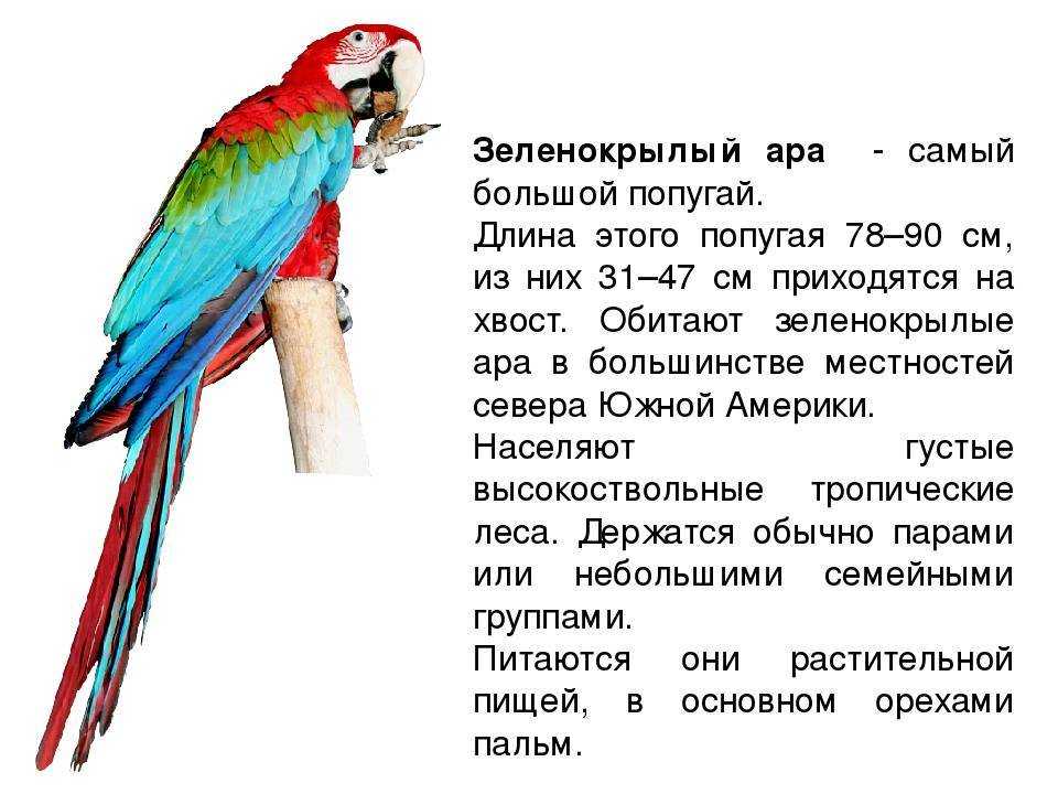 Презентация попугаи для дошкольников