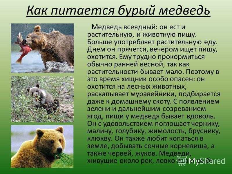 Описание бурого медведя