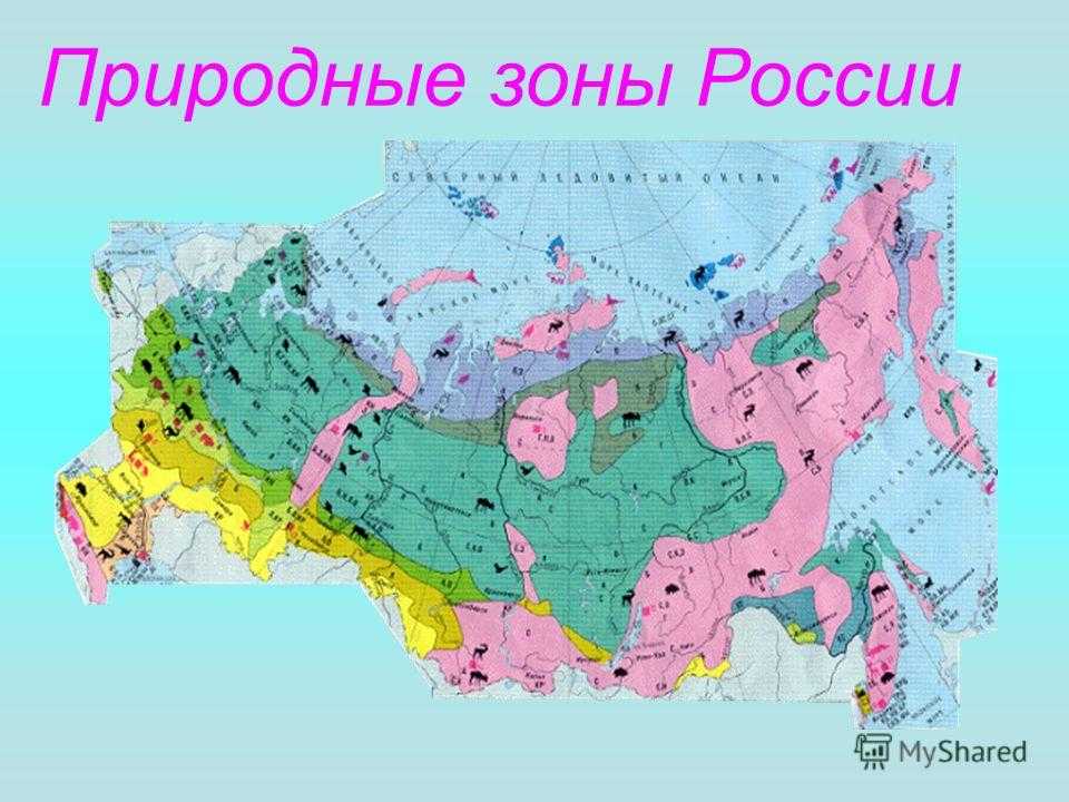 Природные зоны россии картинки с названиями