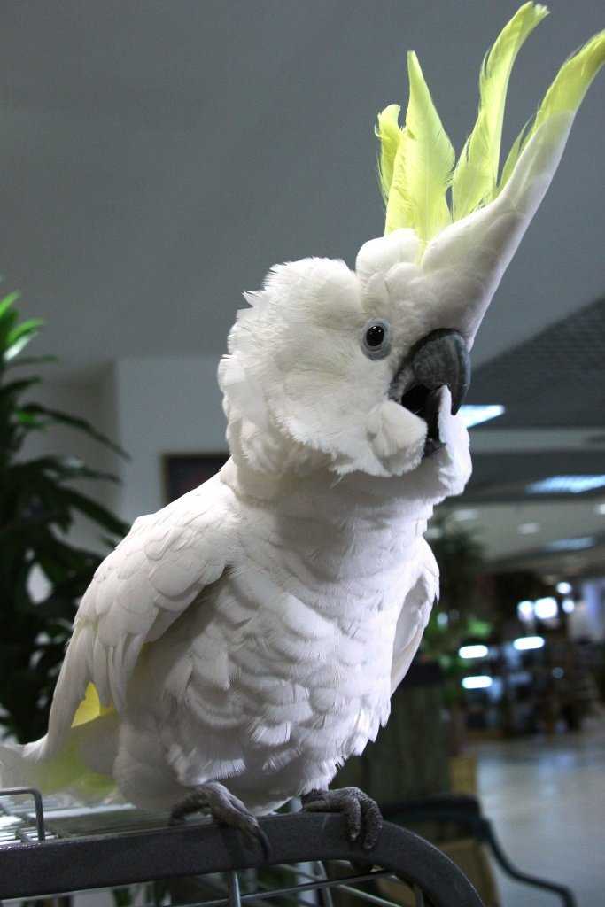 Интересные факты о попугаях для детей. интересные факты о попугаях + видео