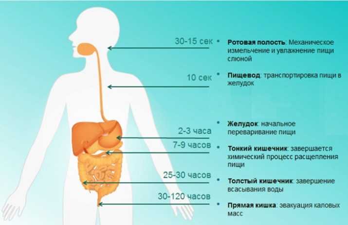 Сколько переваривается кусок пиццы