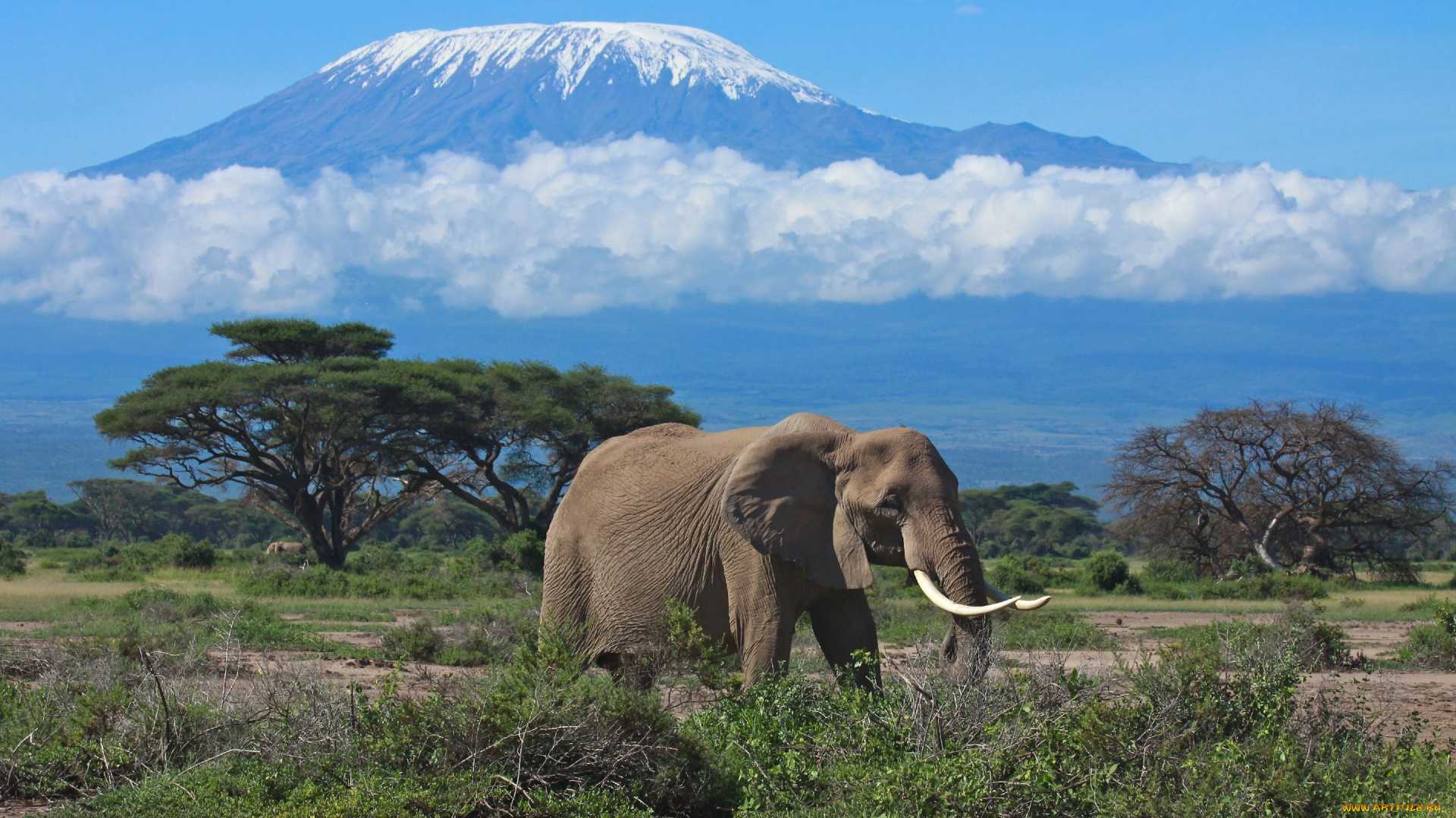 Африка самый высокий. Танзания сафари Килиманджаро. Национальный парк Амбосели Кения. Национальный парк Килиманджаро в Танзании сафари. Кения гора Килиманджаро.