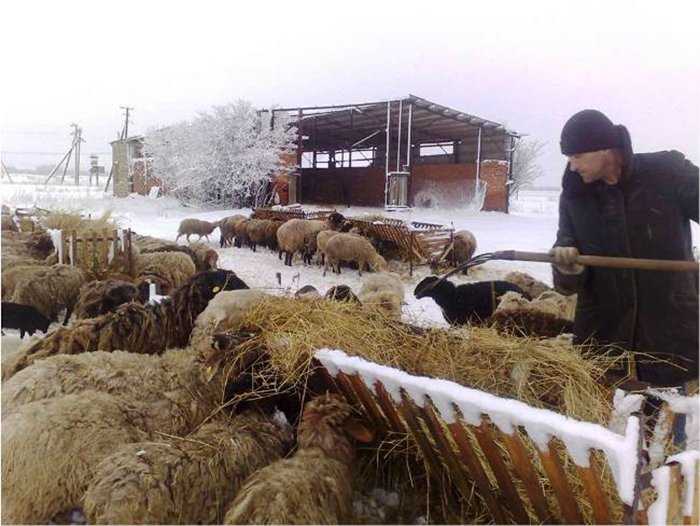 Герлыга для овец фото