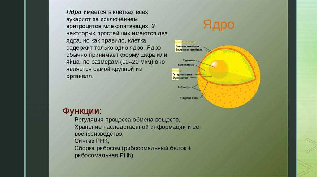 Ядро клетки человека. Строение ядра клетки 9 класс биология. Функции ядра эукариотической клетки. Описание строения ядра. Строение ядра биология.