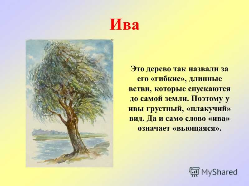 Сочинение деревья. Ива дерево описание. Доклад о дереве. Описание про иву. Ива стихотворение.